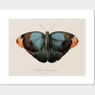 Butterfly - Purple Owl, Papilio Demosthenes, Caligo Beltrao Illiger Posters and Art